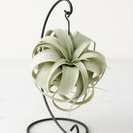 Air plant on a black metal stand against a white background