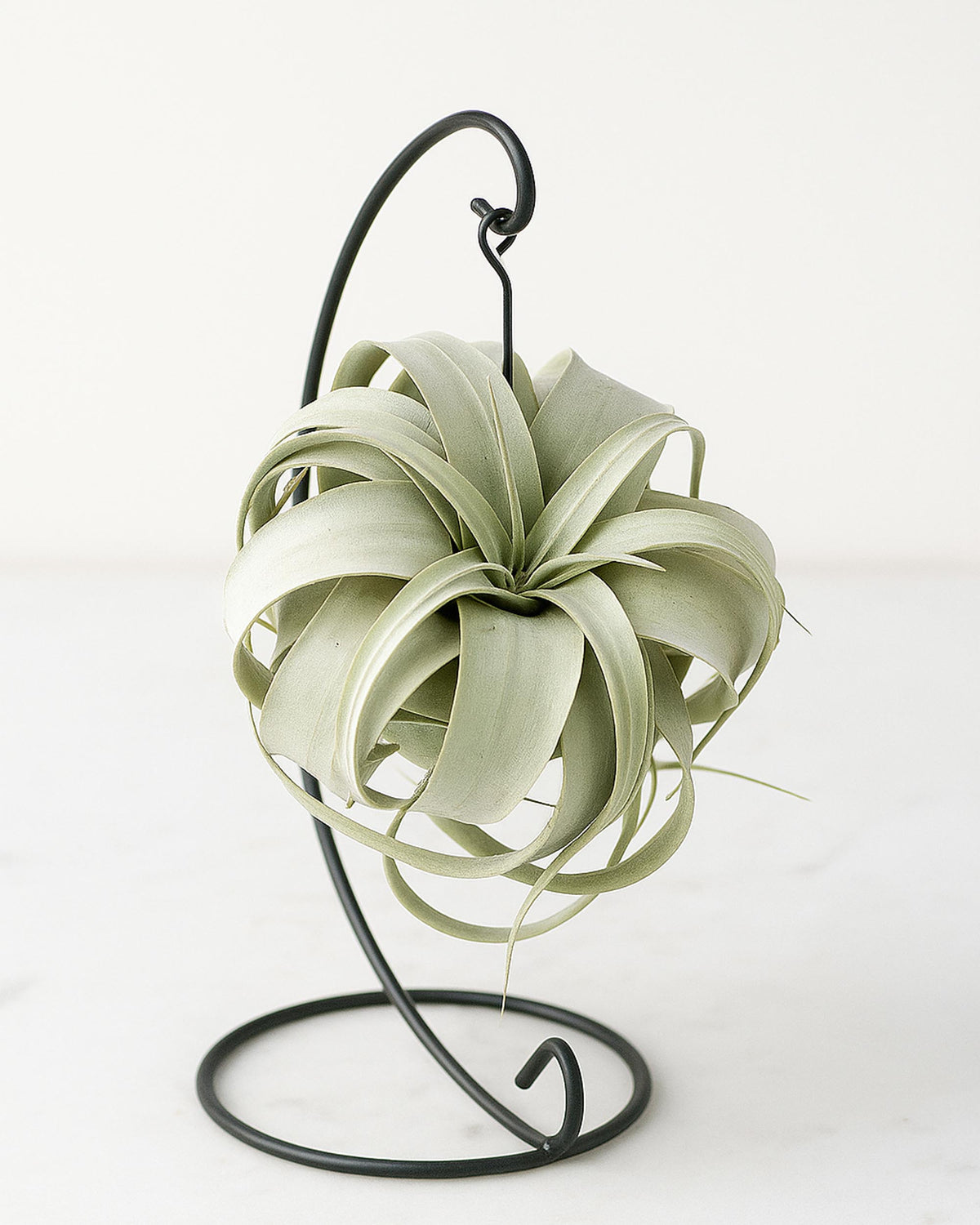 Air plant on a black metal stand against a white background