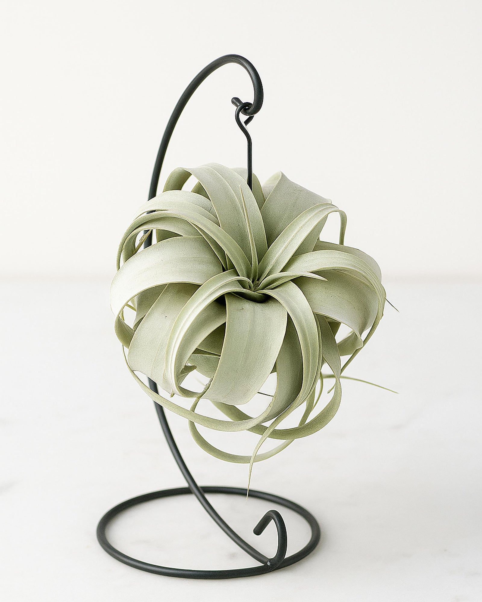 Air plant on a black metal stand against a white background