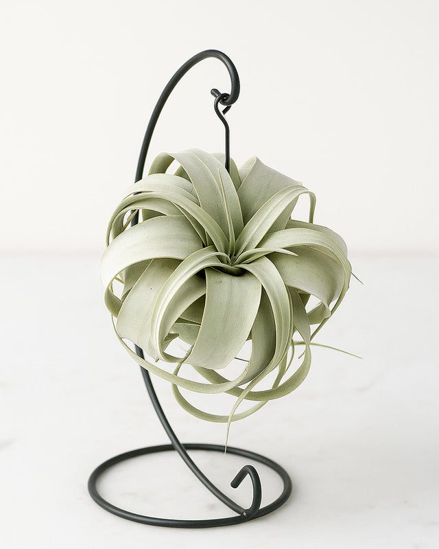 Air plant on a black metal stand against a white background