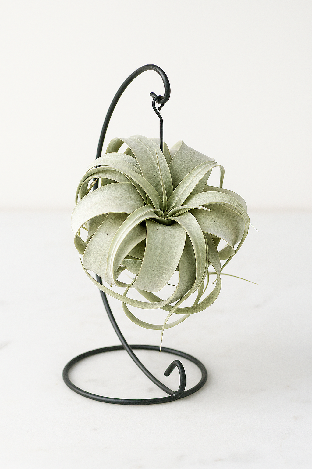 Tillandsia xerographica (Air Plant) – The Silver Queen in a Sculptural Hanging Display