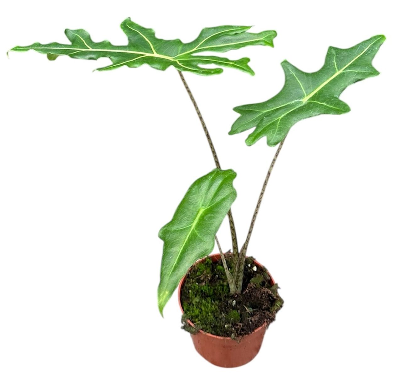 Alocasia Portei in a nursery pot on a white background