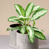 Aglaonema 'Silver Diamond'