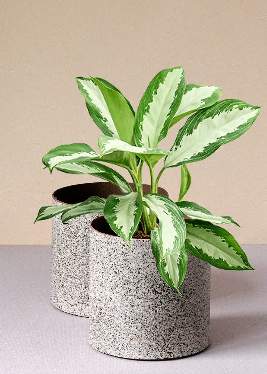 Aglaonema Silver Diamond, a top beginner plant choice with attractive silver-green foliage for home decor.