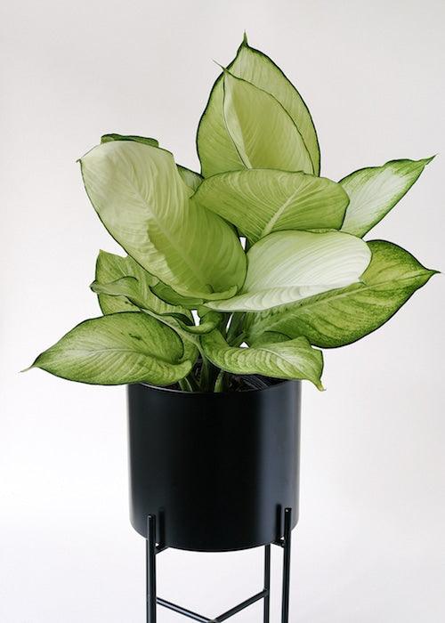 Dieffenbachia Seguine 'Tropic Marianne' – Large, Approx. 75.0cm height – 19.0cm Pot Default Title 1