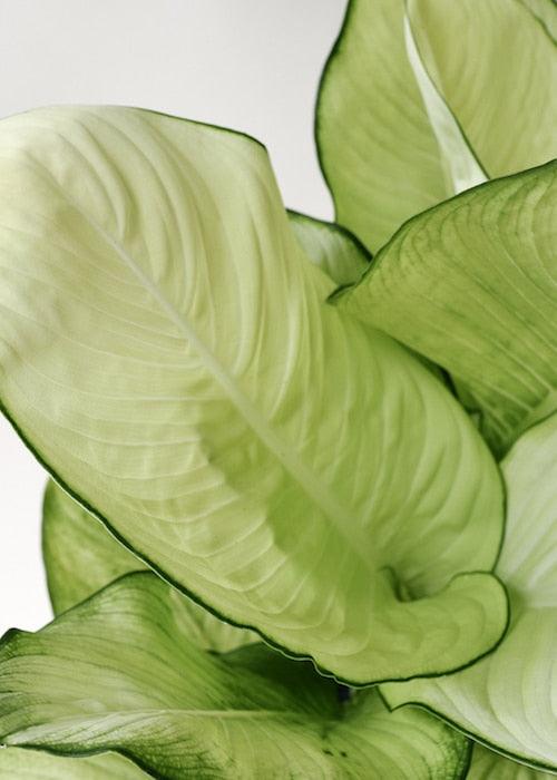 Dieffenbachia Seguine 'Tropic Marianne' – Large, Approx. 75.0cm height – 19.0cm Pot 2