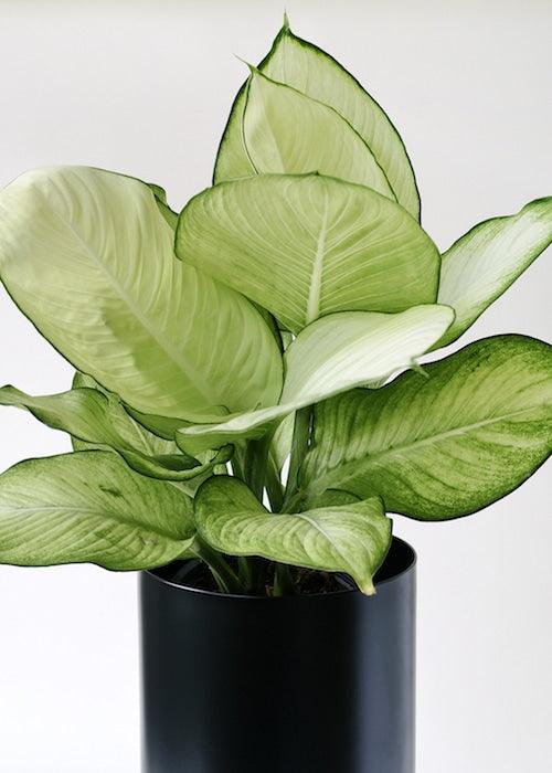 Dieffenbachia Seguine 'Tropic Marianne' – Large, Approx. 75.0cm height – 19.0cm Pot 3