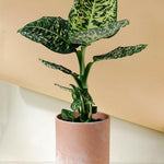 Dieffenbachia 'Reflector' Large