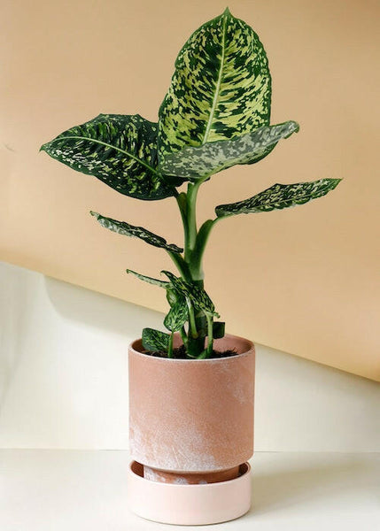 dieffenbachia reflector mature Dieffenbachia 'Reflector' Large