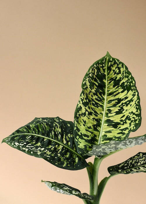 Dieffenbachia 'Reflector' Large