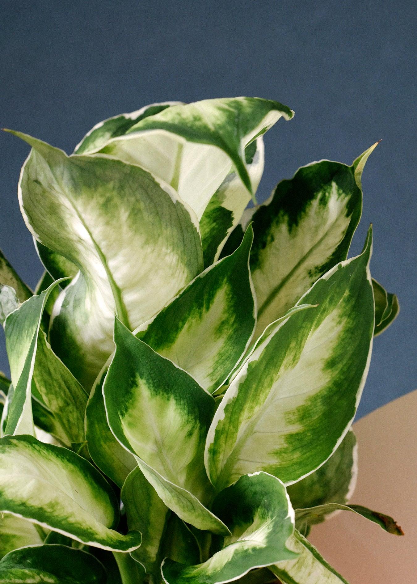 Dieffenbachia seguine 'Camilla' 2