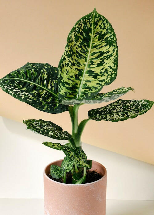 Dieffenbachia 'Reflector' Large