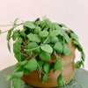 Dischidia platyphylla Medium