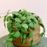 Dischidia platyphylla Medium