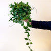 A hand holds a medium-sized Dischidia ovata ‘Melon’ plant in a trailing position. The plant features lush, oval-shaped green leaves with subtle light green vein patterns, cascading down from the pot. The background is a soft, neutral beige, emphasizing the vibrant greenery.