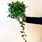 A hand holds a medium-sized Dischidia ovata ‘Melon’ plant in a trailing position. The plant features lush, oval-shaped green leaves with subtle light green vein patterns, cascading down from the pot. The background is a soft, neutral beige, emphasizing the vibrant greenery.