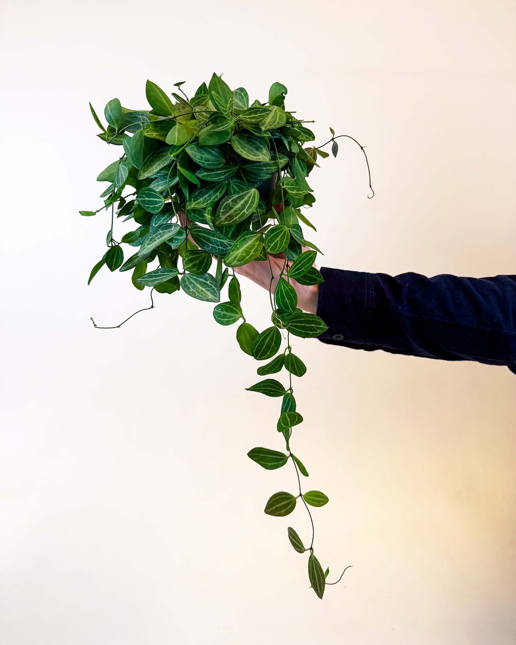 A hand holds a medium-sized Dischidia ovata ‘Melon’ plant in a trailing position. The plant features lush, oval-shaped green leaves with subtle light green vein patterns, cascading down from the pot. The background is a soft, neutral beige, emphasizing the vibrant greenery.