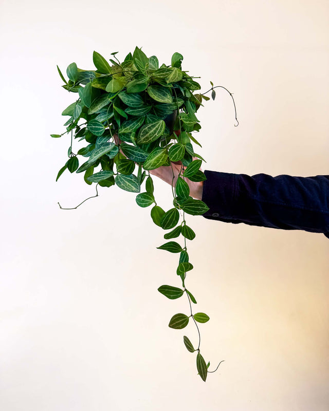 A hand holds a medium-sized Dischidia ovata ‘Melon’ plant in a trailing position. The plant features lush, oval-shaped green leaves with subtle light green vein patterns, cascading down from the pot. The background is a soft, neutral beige, emphasizing the vibrant greenery.