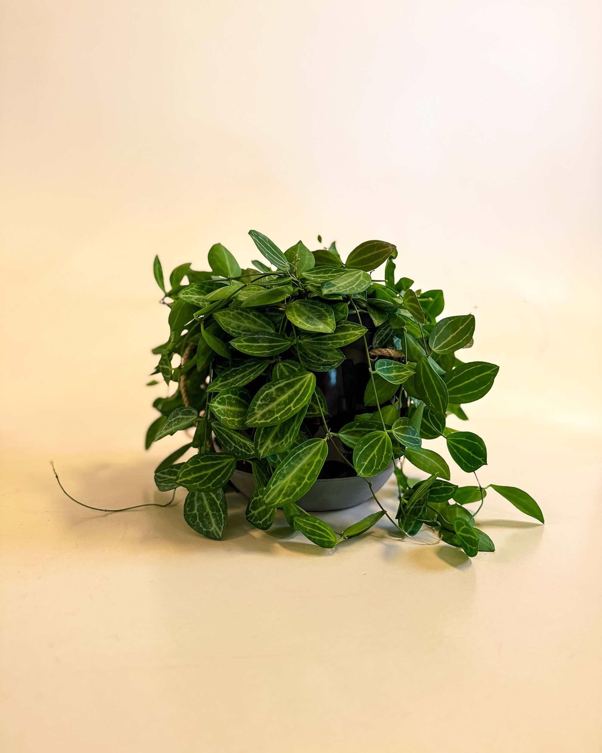 A side view of the same medium-sized Dischidia ovata ‘Melon’ plant, resting on a light-colored surface. The plant appears full and healthy, with leaves spilling slightly over the edge of the container, showcasing its natural trailing growth habit.