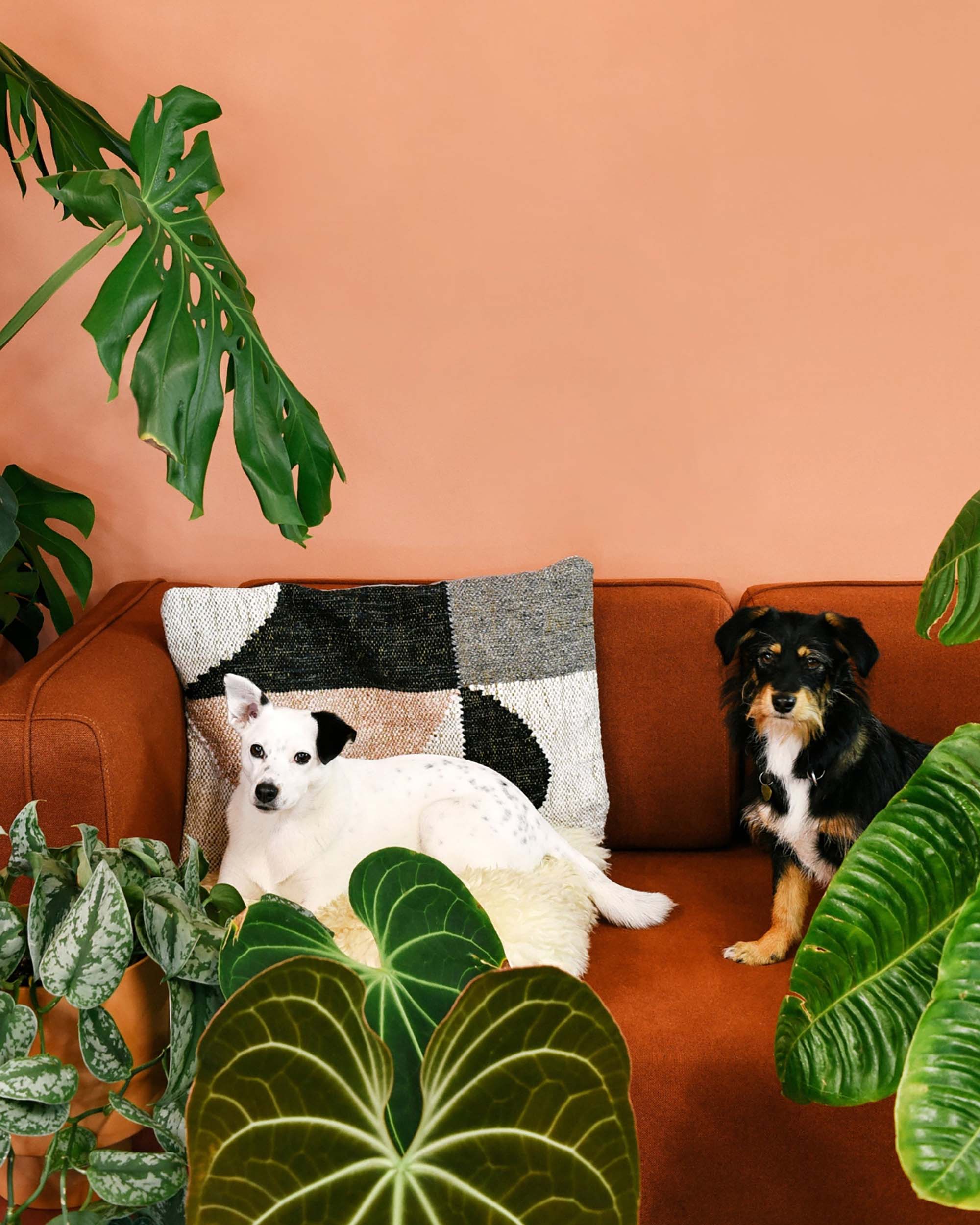 Two small dogs relaxing on a rust-colored sofa surrounded by lush tropical houseplants, including Monstera, Scindapsus, and Anthurium clarinervium, against a peach-colored wall.