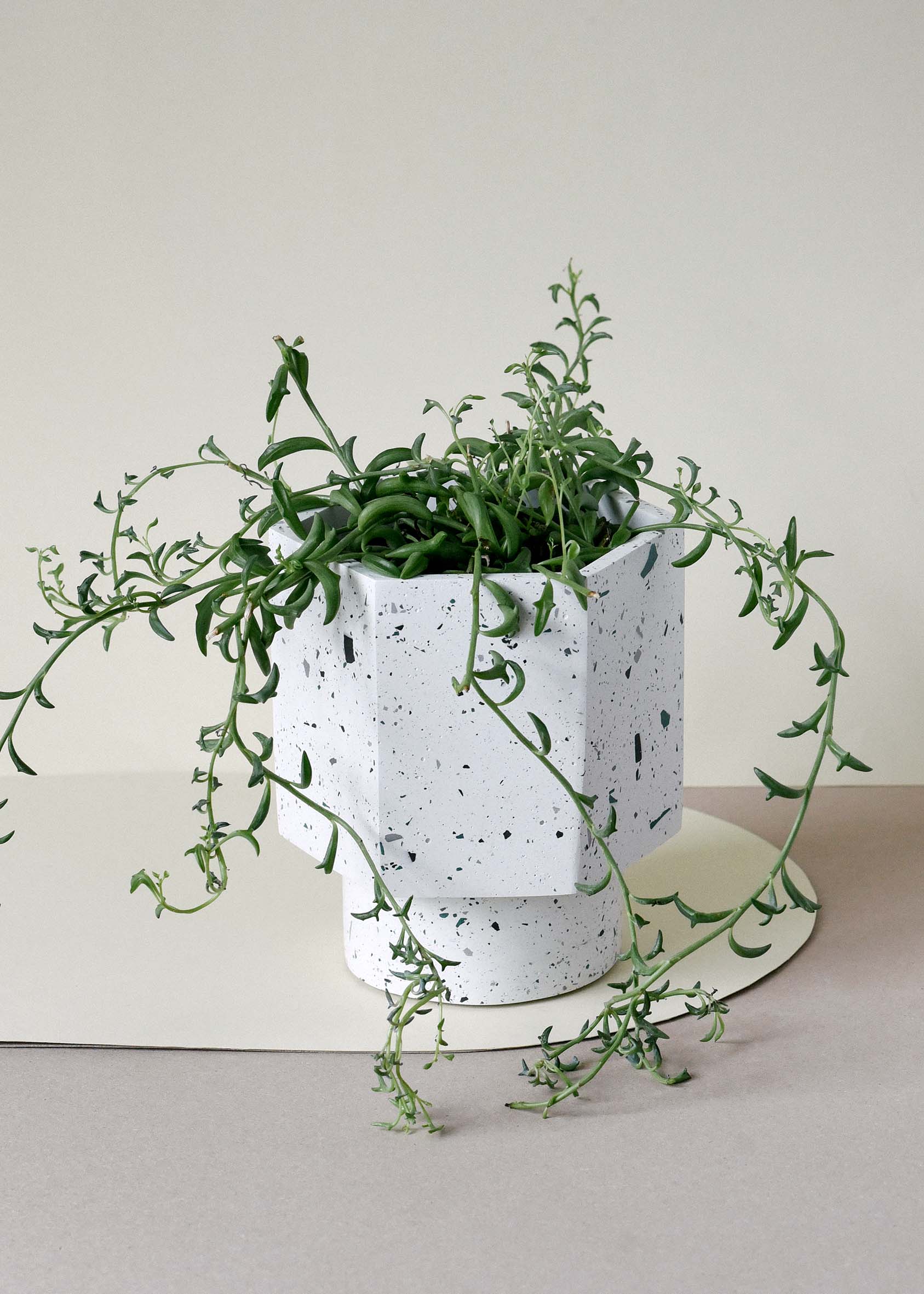 Senecio Peregrinus (String of Dolphins) Medium