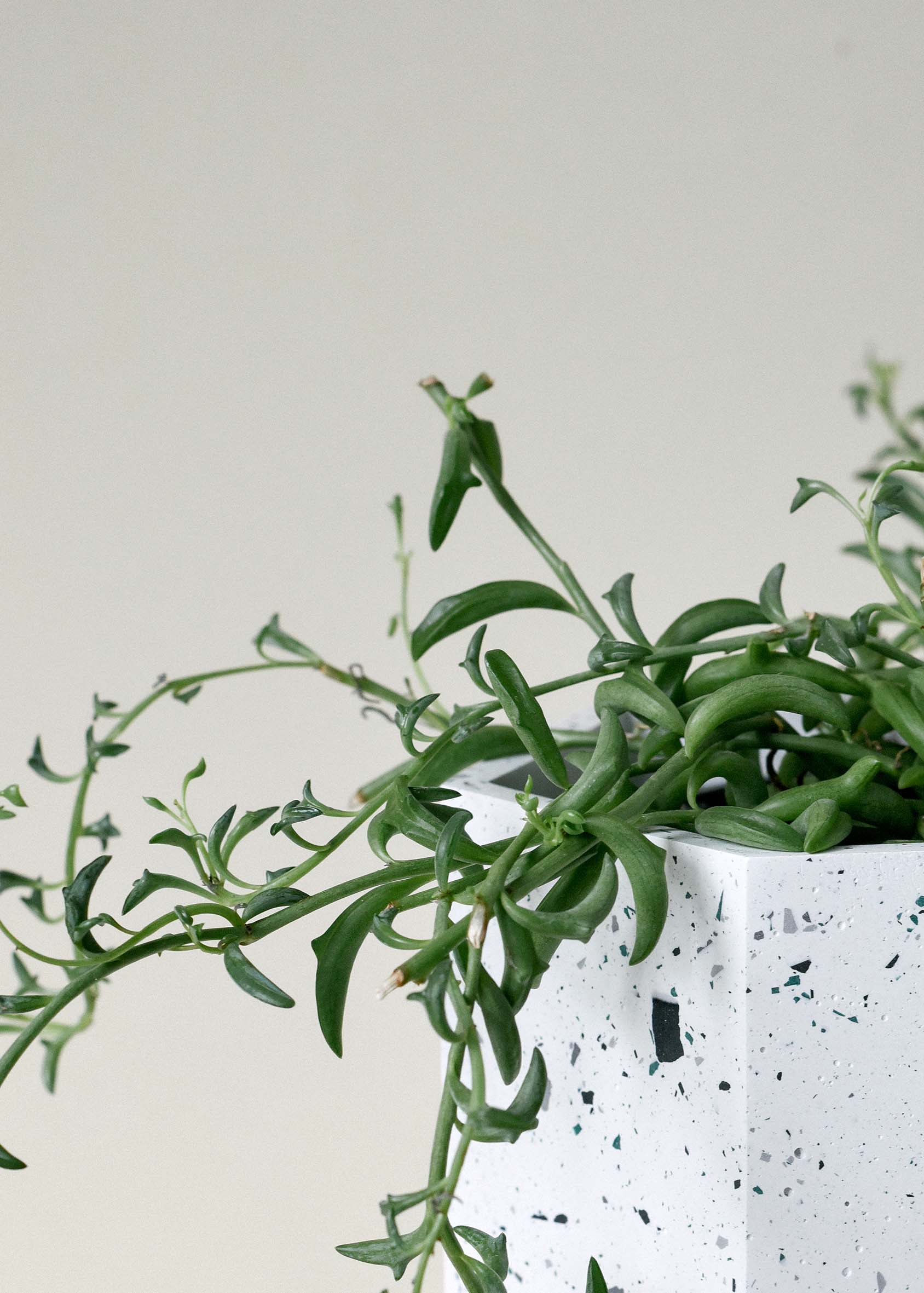 Senecio Peregrinus (String of Dolphins) Medium