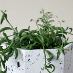 Senecio Peregrinus (String of Dolphins) Medium