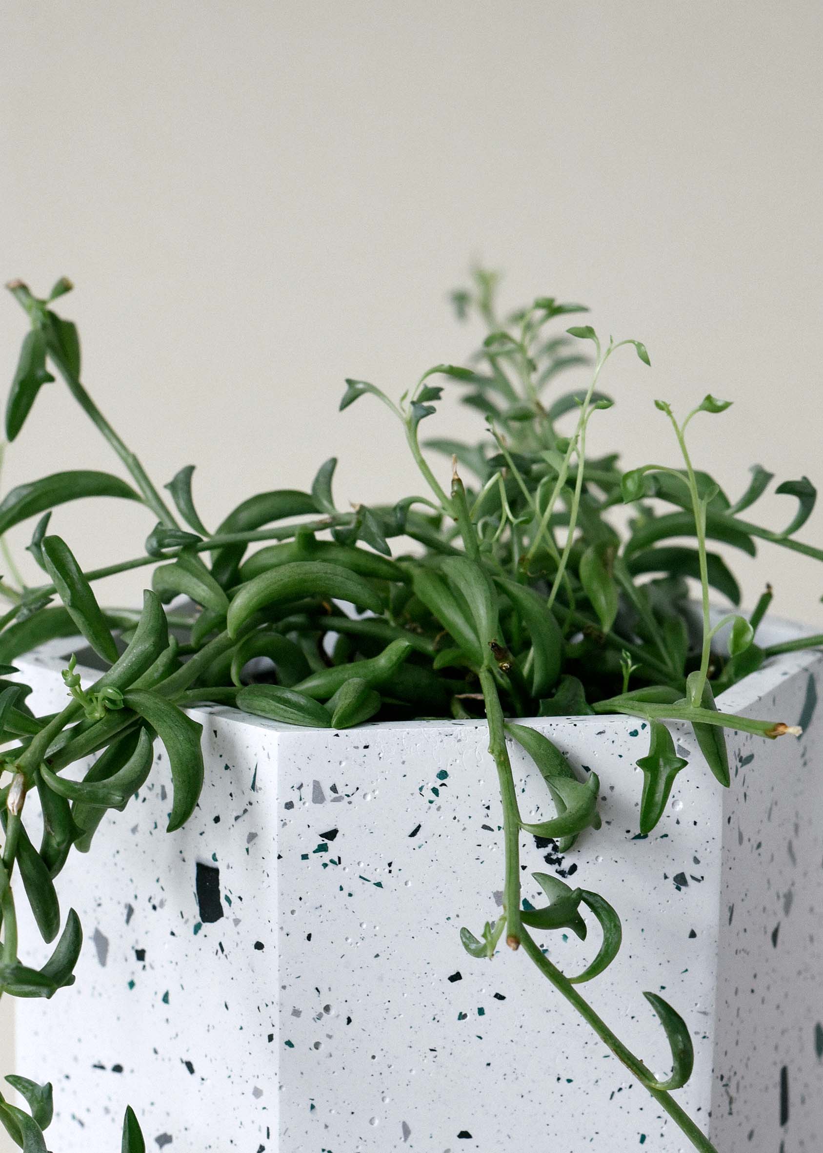 Senecio Peregrinus (String of Dolphins) Medium