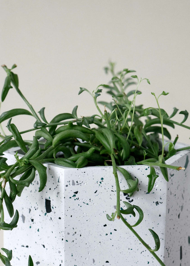 Senecio Peregrinus (String of Dolphins) Medium -  Plant Circle.