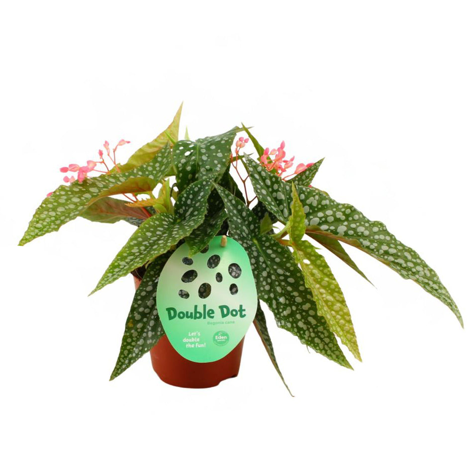 Begonia maculata 'Double Dot'
