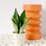 Healthy Dracaena (Sansevieria) Moonshine by Plant Circle. A perfect dracaena (sansevieria) moonshine by plant circle for your indoor houseplant collection.