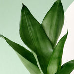 Dracaena (Sansevieria) Moonshine Large