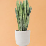 Dracaena (Sansevieria) Zeylanica L – Large, Approx. 60.0cm height – 17.0cm Pot Default Title 1