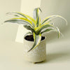 Potted dracaena lemon surprise with yellow and green leaves in a decorative pot on a light background