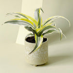 Potted dracaena lemon surprise with yellow and green leaves in a decorative pot on a light background