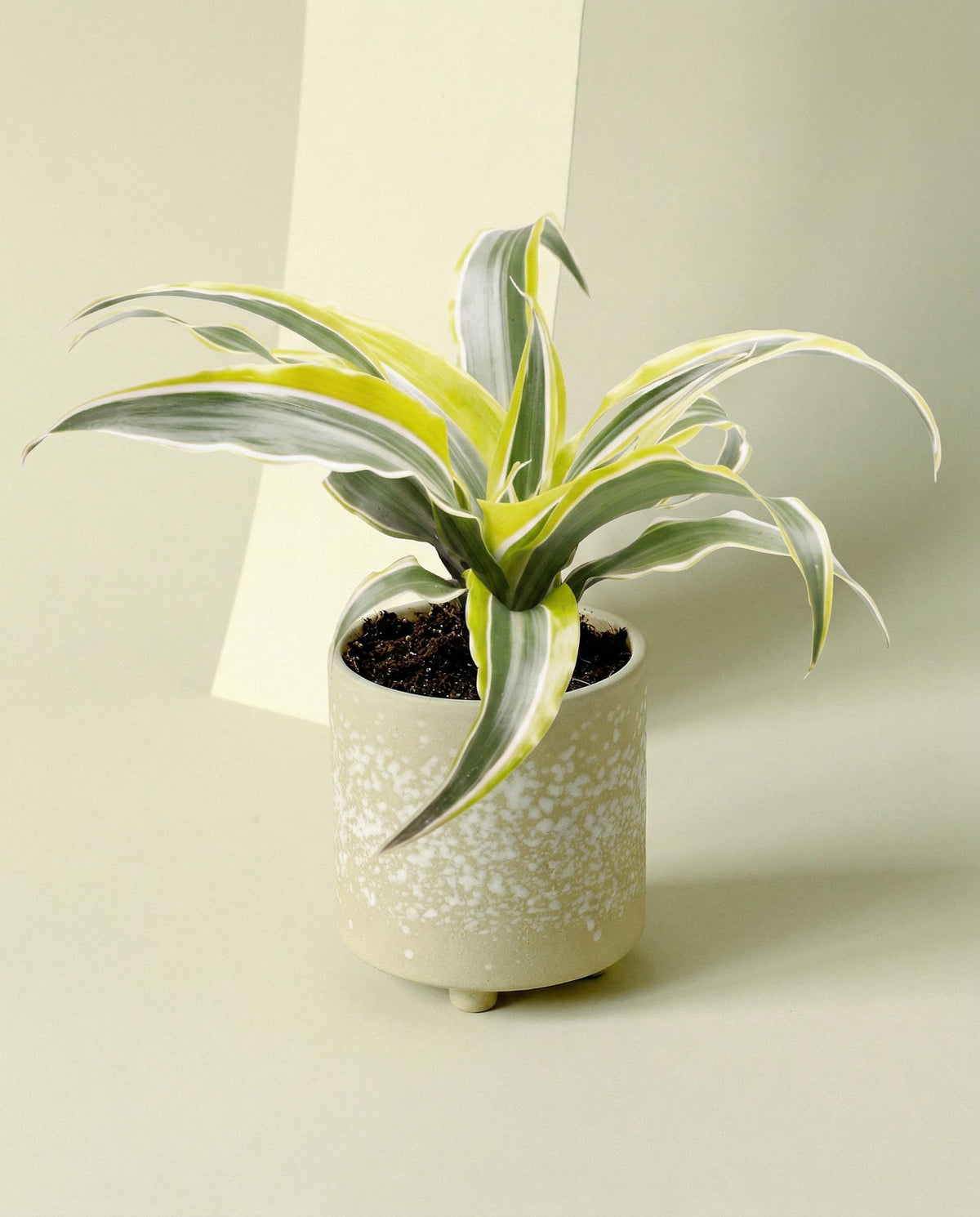 Potted dracaena lemon surprise with yellow and green leaves in a decorative pot on a light background