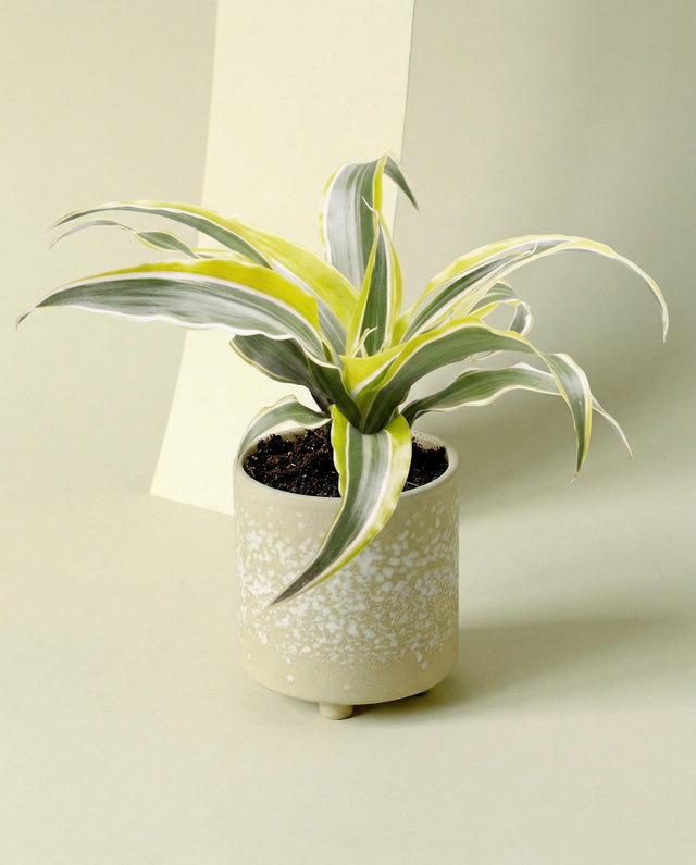 Potted dracaena lemon surprise with yellow and green leaves in a decorative pot on a light background