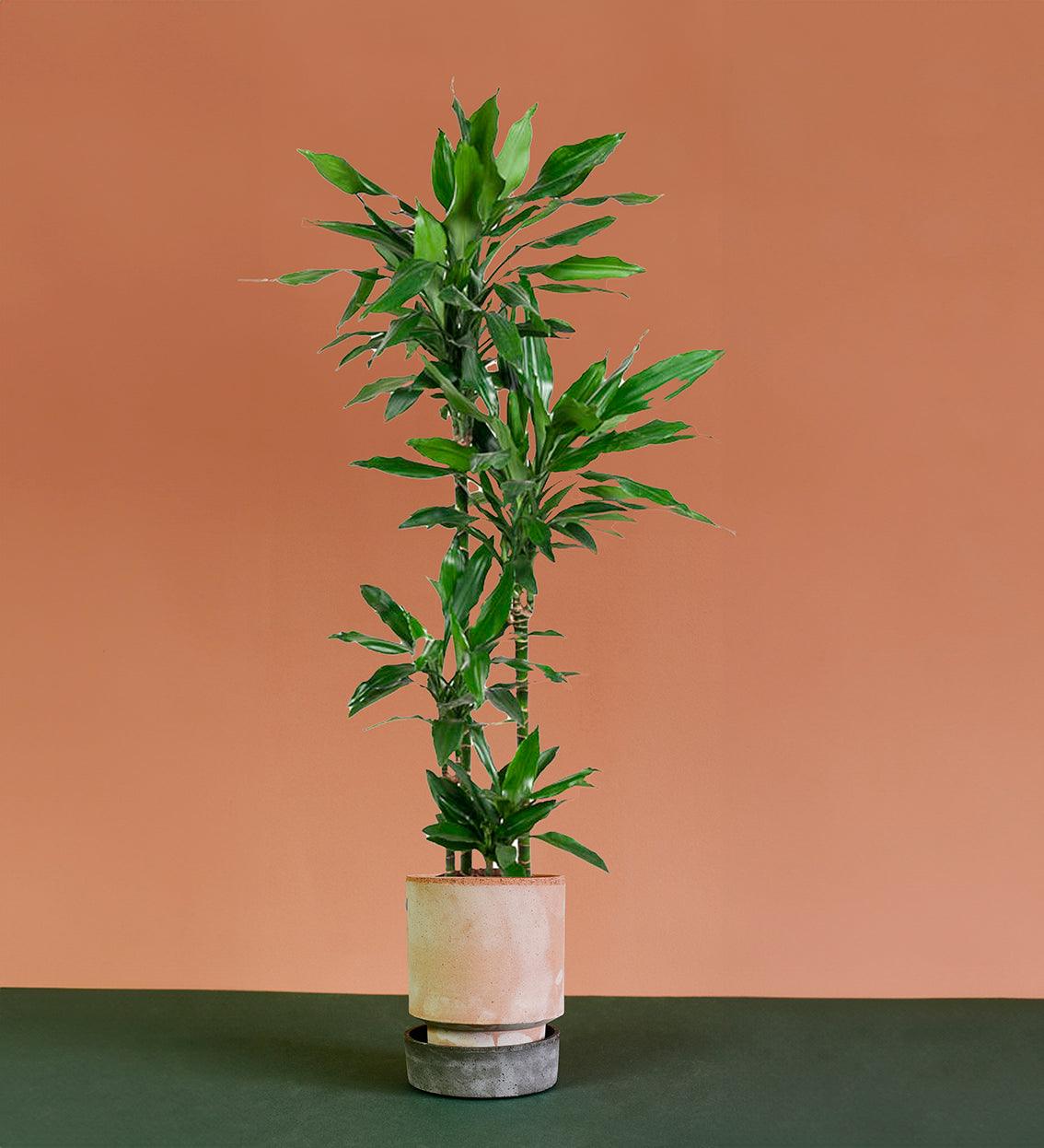 Dracaena fragrans ‘Janet Lind’ by Plant Circle -  Plant Circle.