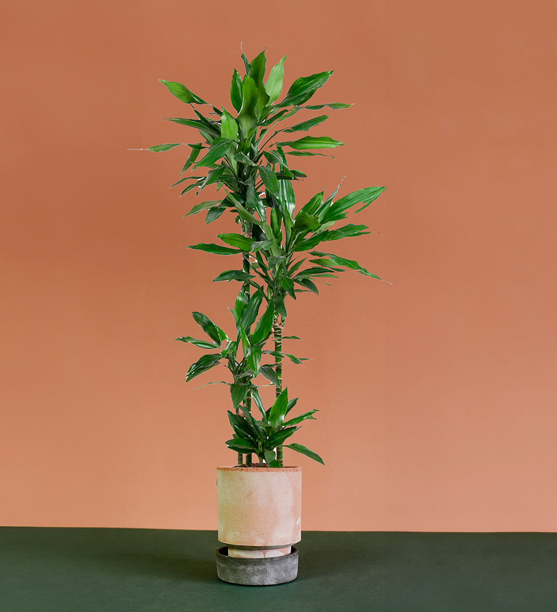 Dracaena fragrans ‘Janet Lind’