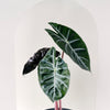 alocasia pink dragon