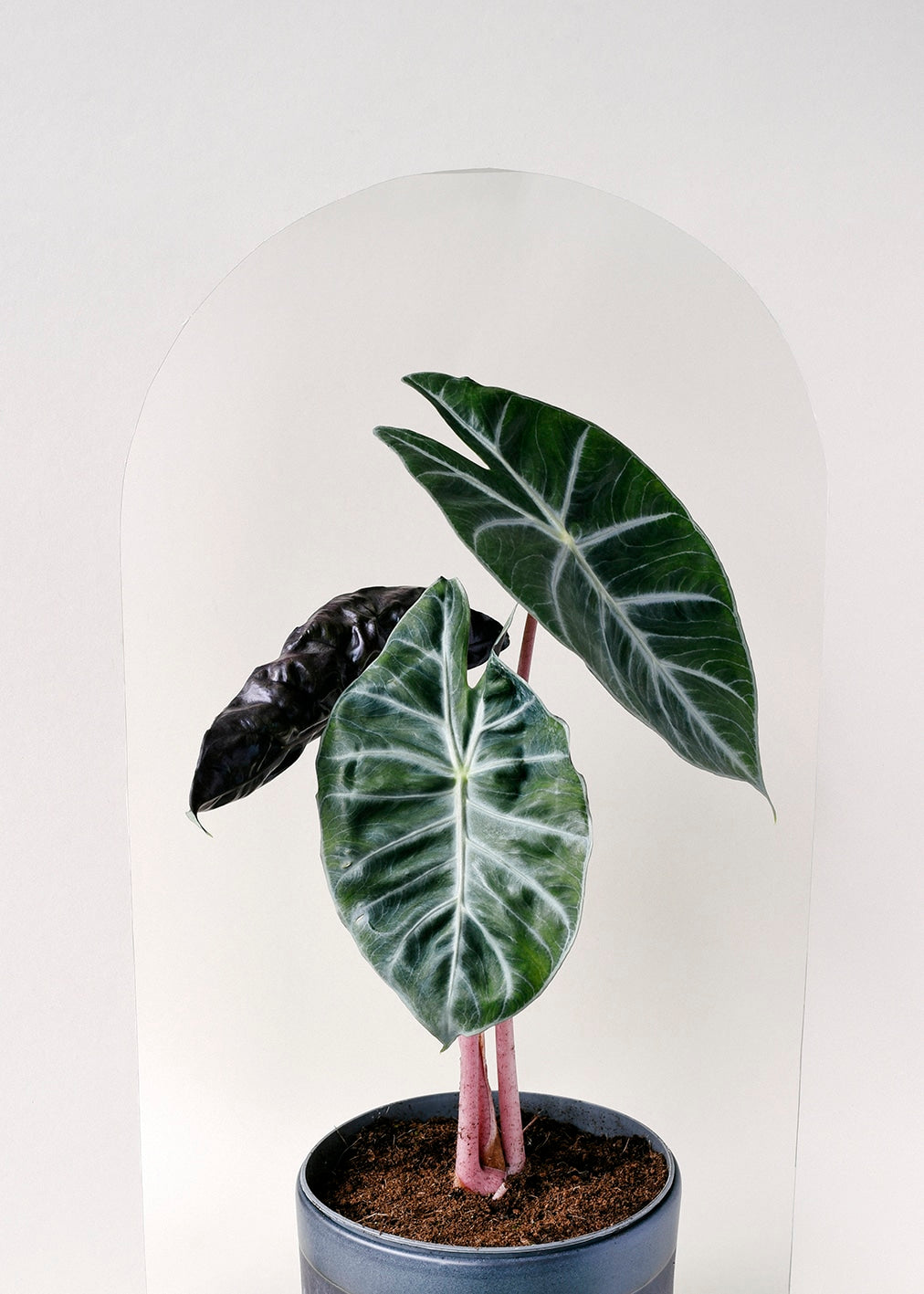 alocasia pink dragon