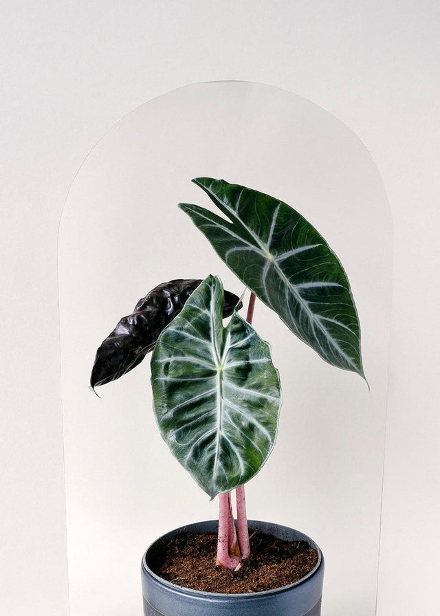 Healthy Alocasia	Pink Dragon M by Plant Circle. A perfect alocasia	pink dragon m by plant circle for your indoor houseplant collection.