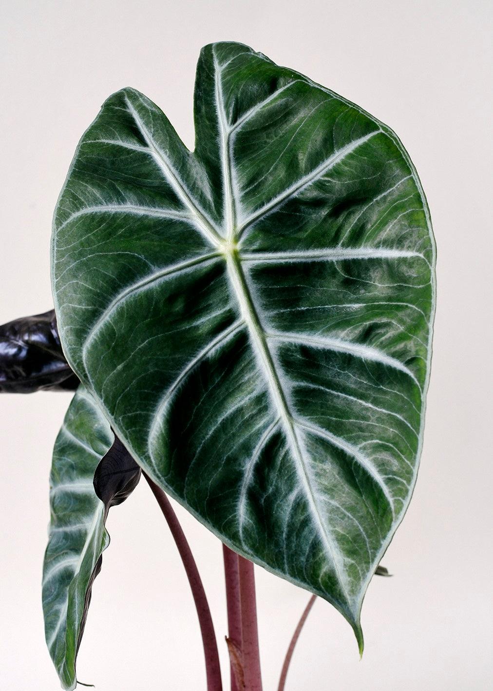 Healthy Alocasia	Pink Dragon M by Plant Circle. A perfect alocasia	pink dragon m by plant circle for your indoor houseplant collection.