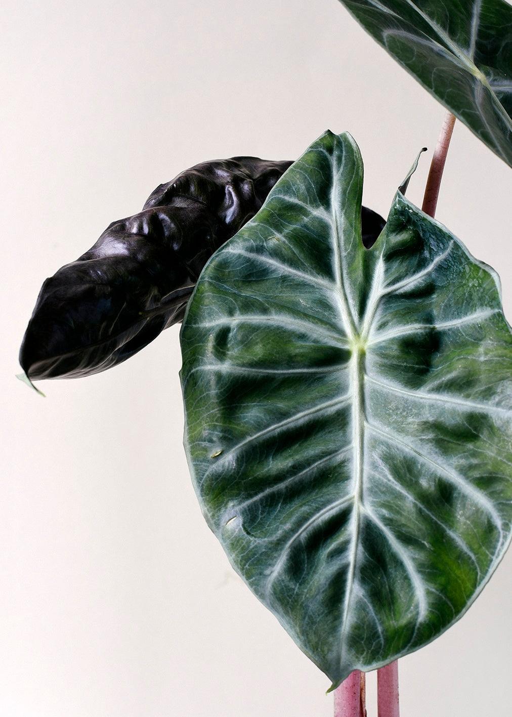 Healthy Alocasia	Pink Dragon M by Plant Circle. A perfect alocasia	pink dragon m by plant circle for your indoor houseplant collection.