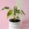 Potted alocasia albo variegata baby plant with green and white leaves in a white pot on a pink background