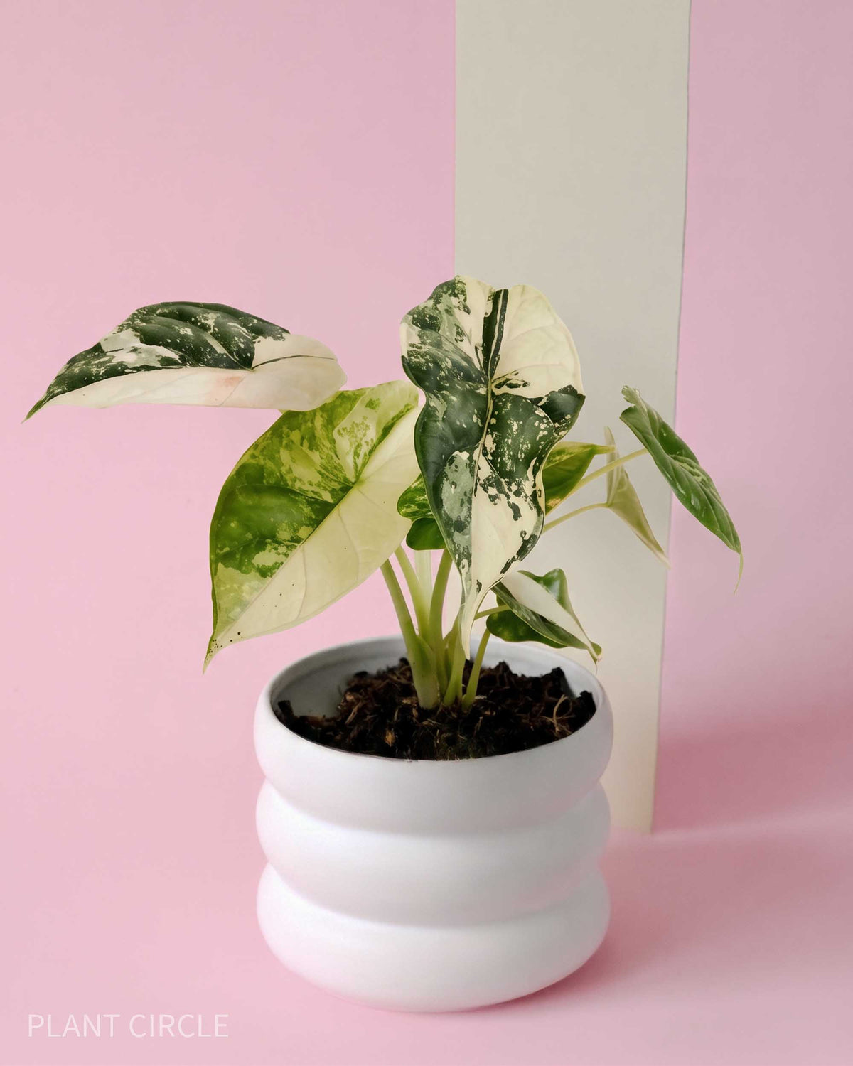 Potted alocasia albo variegata baby plant with green and white leaves in a white pot on a pink background
