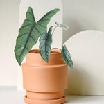 Alocasia Heterophylla 'Dragon's Breath' – Medium, Approx. 25.0cm height – 12.0cm Pot Default Title 1