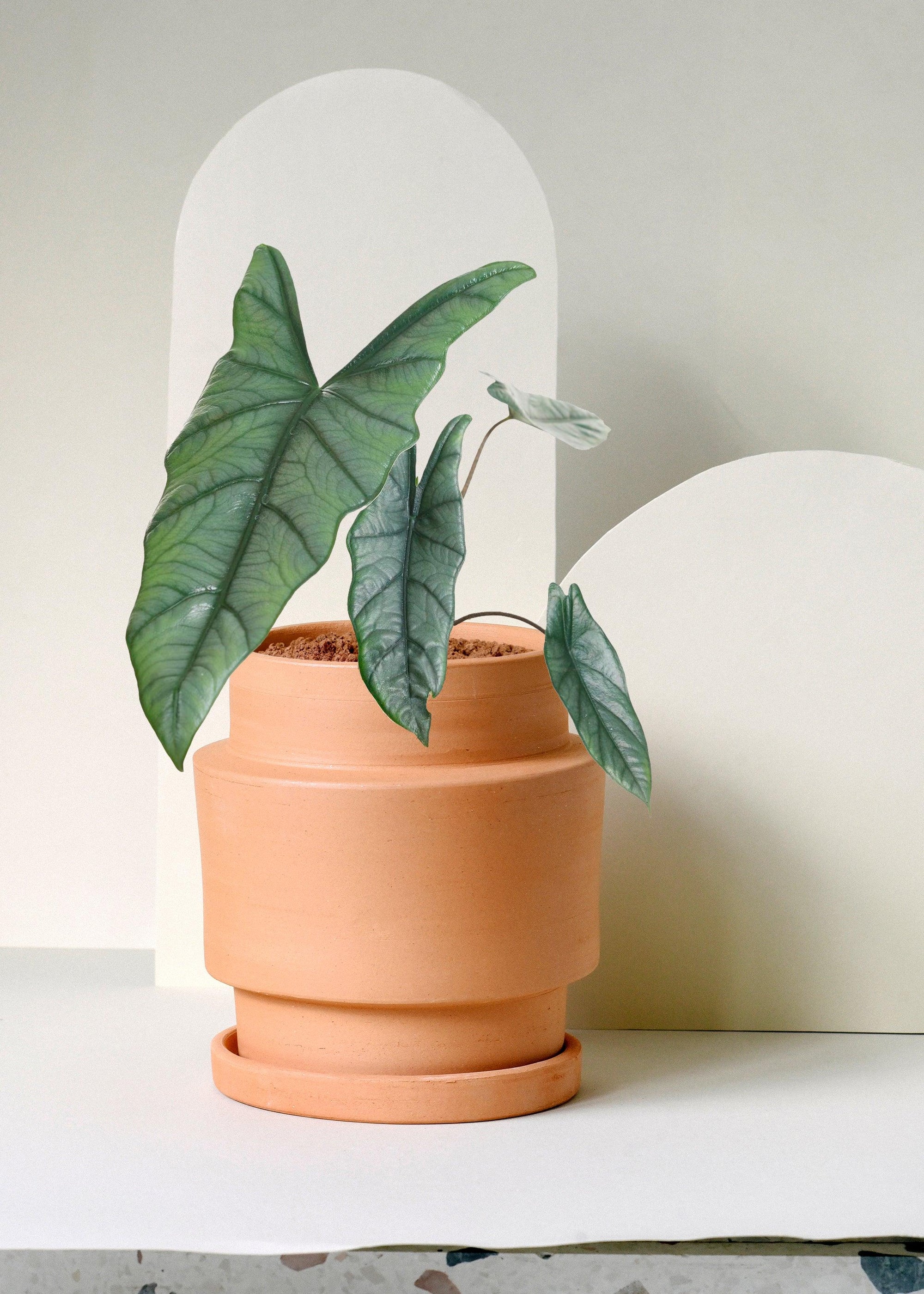 Alocasia Heterophylla 'Dragon's Breath' – Medium, Approx. 25.0cm height – 12.0cm Pot Default Title 1