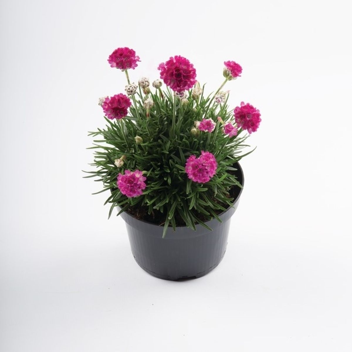 Armeria maritima ‘Abbey Deep Rose’ – Pink Sea Thrift Balcony Plant | 1 or 3 Pack
