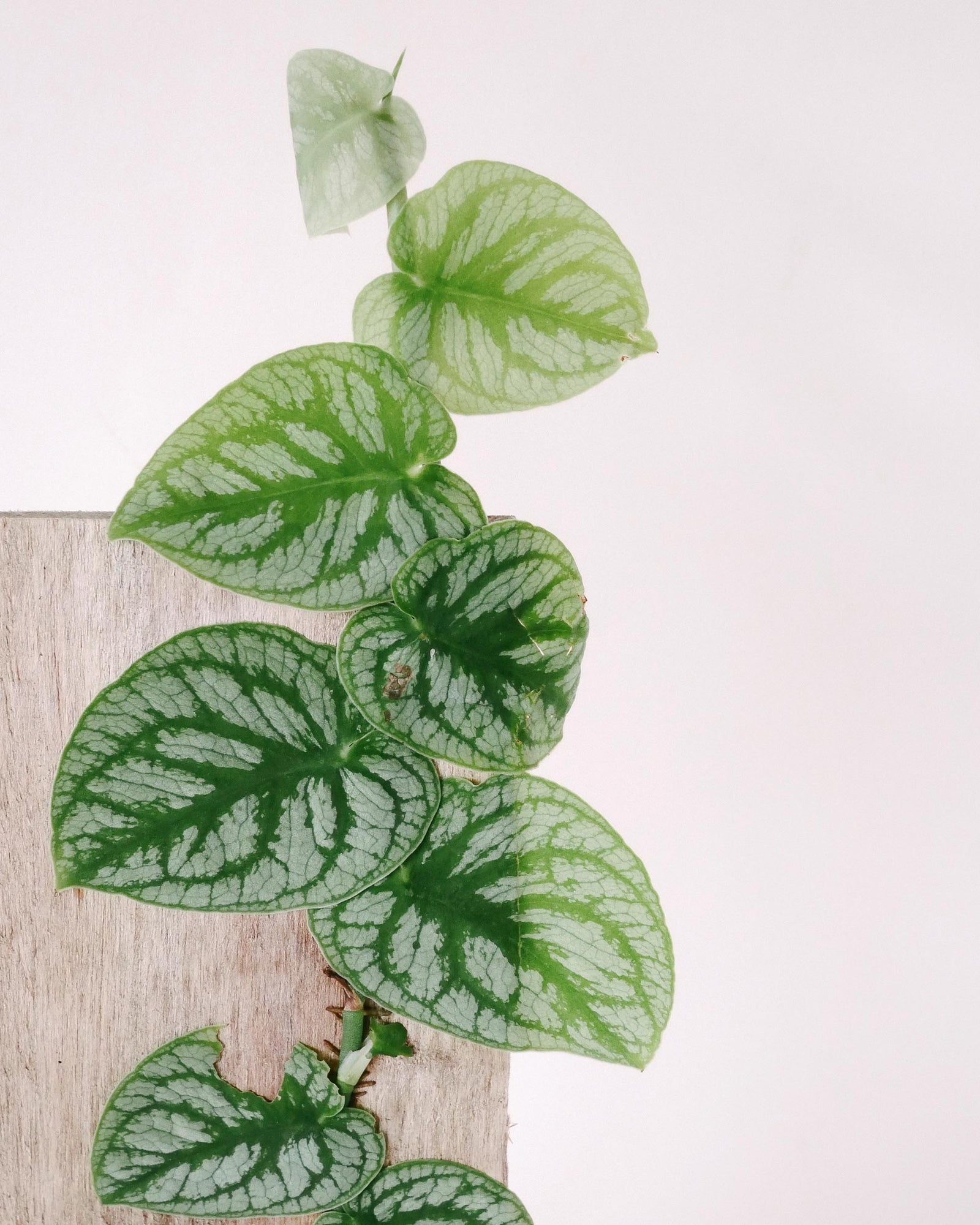monstera dubia plant Monstera Dubia Medium